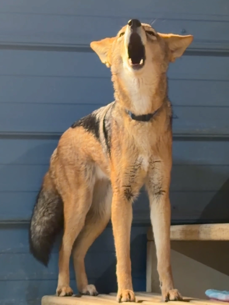 @saveafox