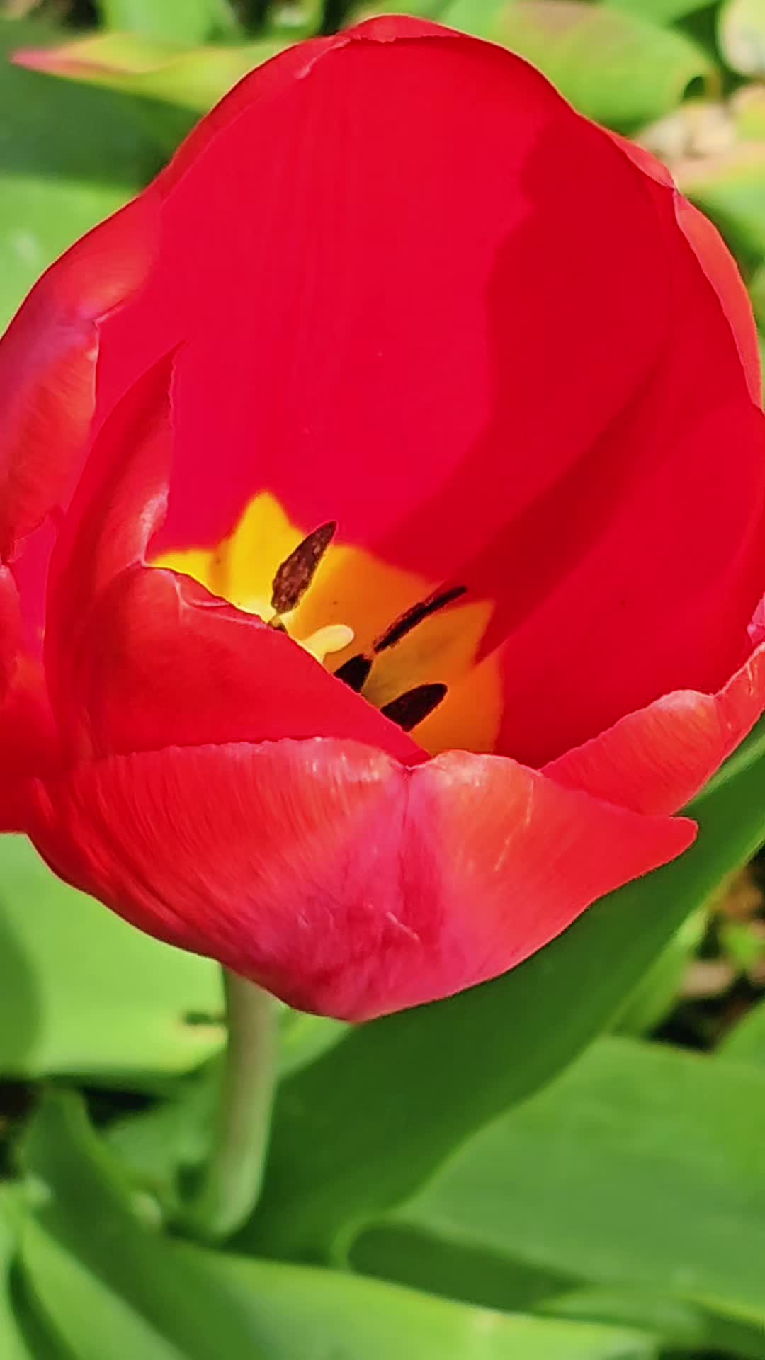 @Nature Visual