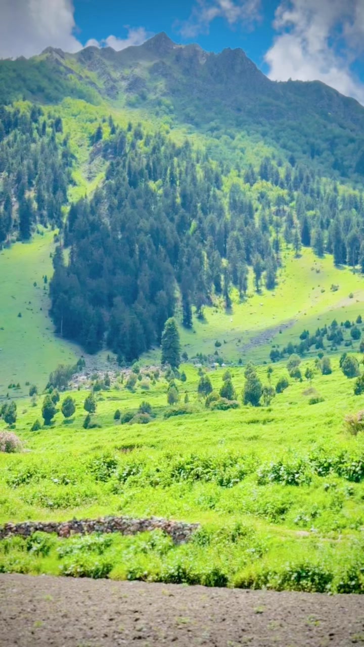 @🔥غنم رنگ عمیر🔥