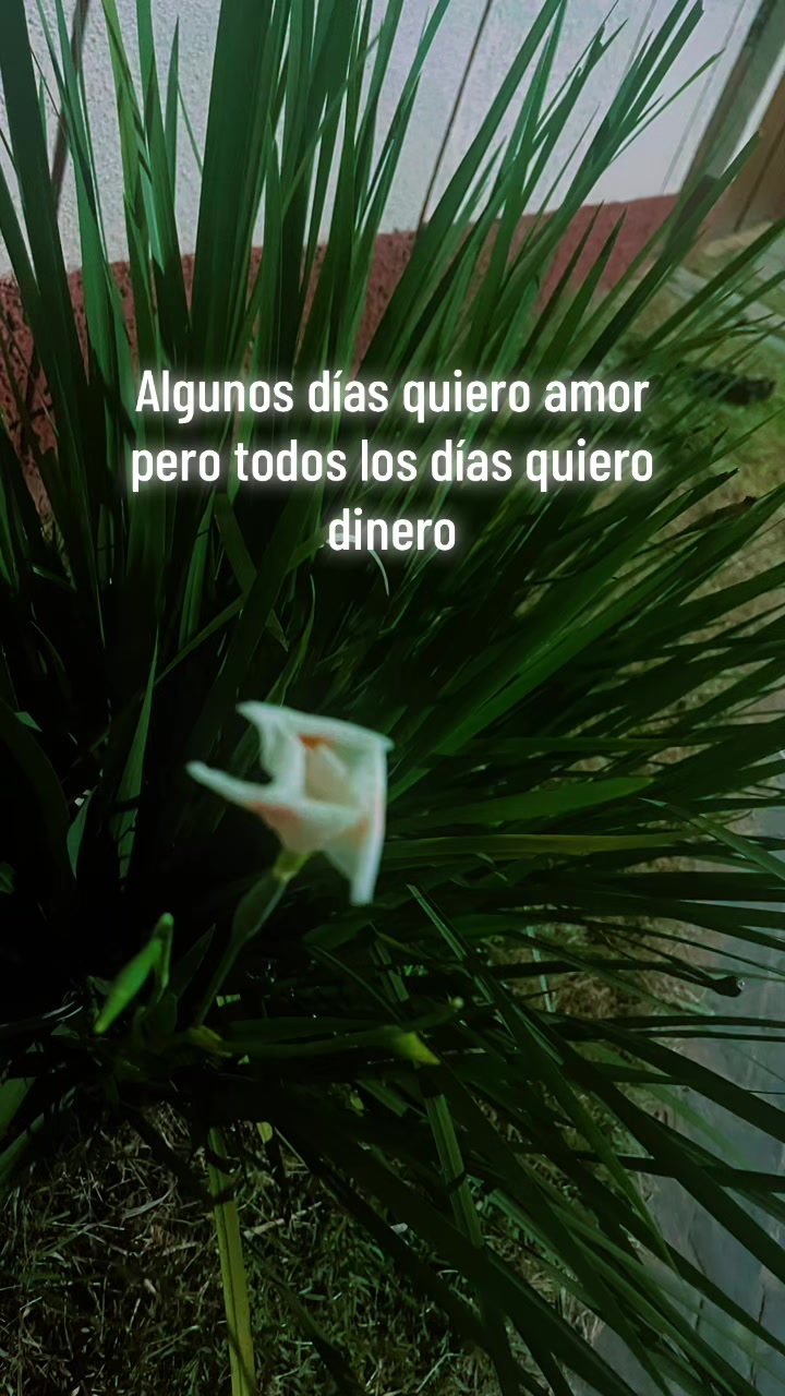 @AMMV