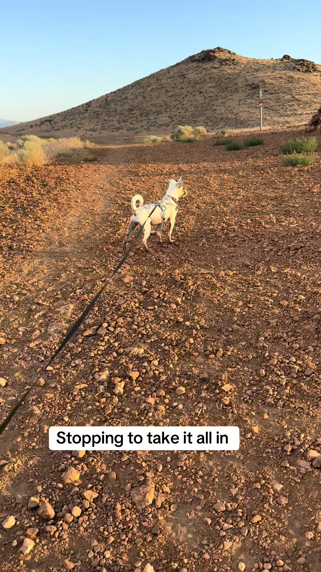 @slowdayzwithdogs