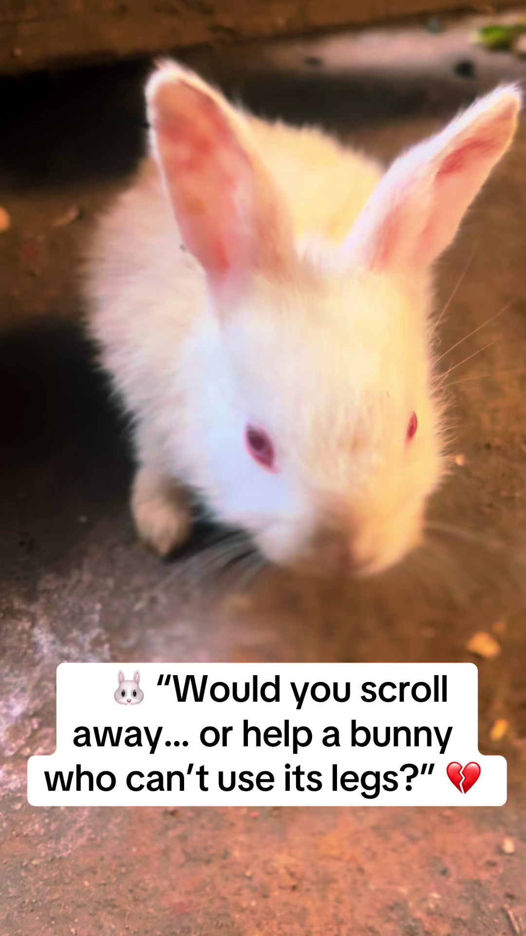 @florianpets