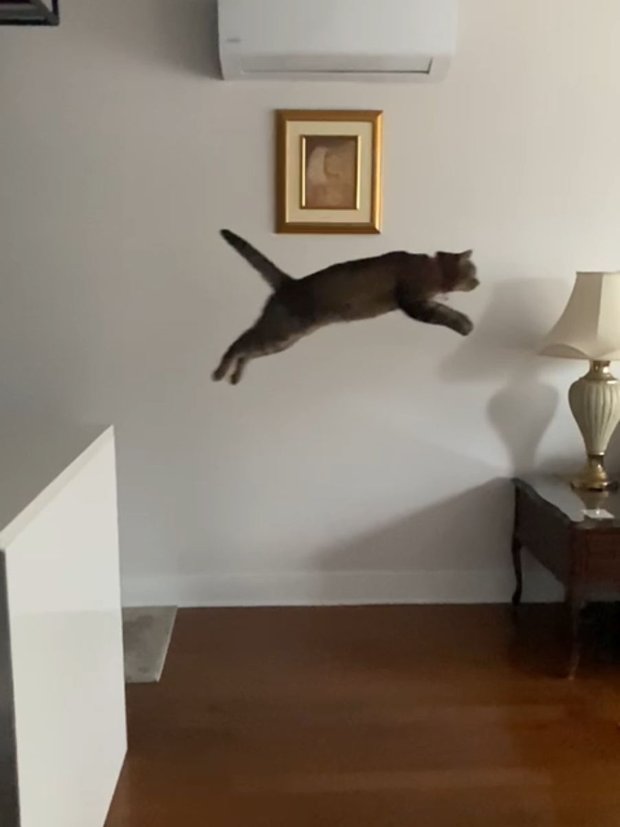 @Bellarda the cat
