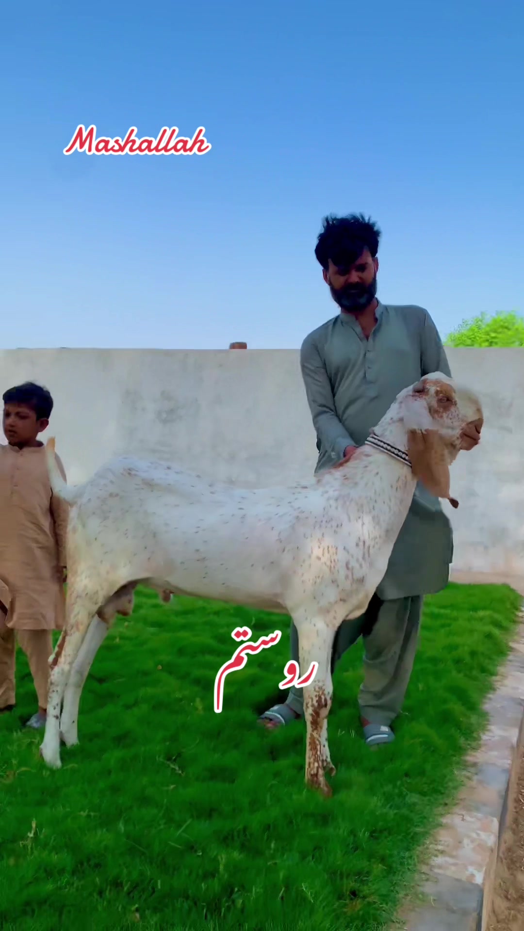 @Ayyan goat