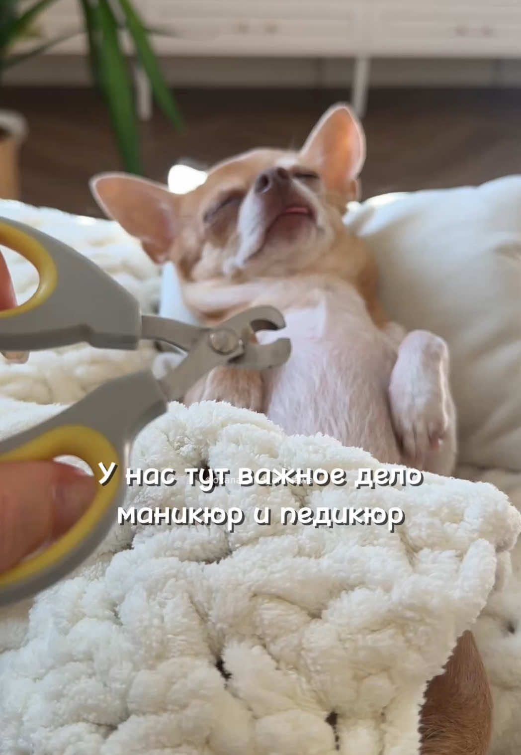 @Оксана & Чихуахуа Бонита