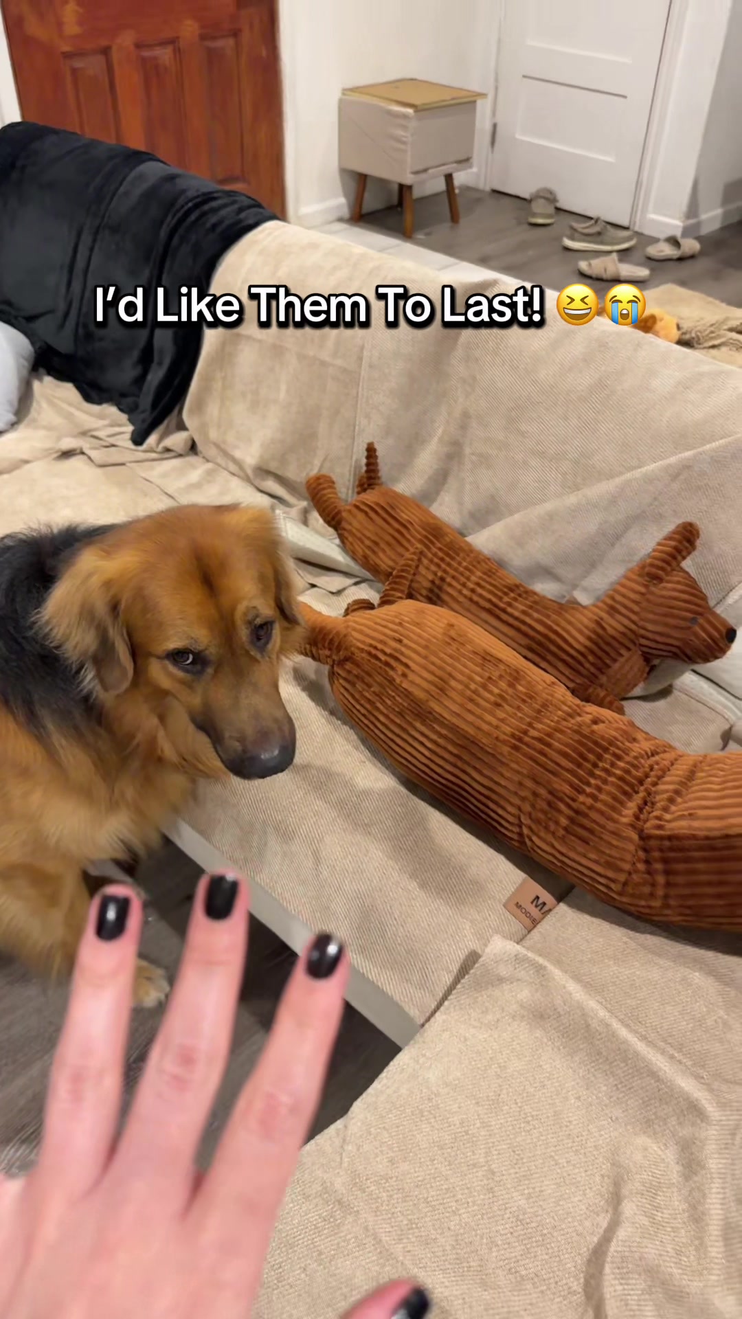 @lifewithgoldenshepherds