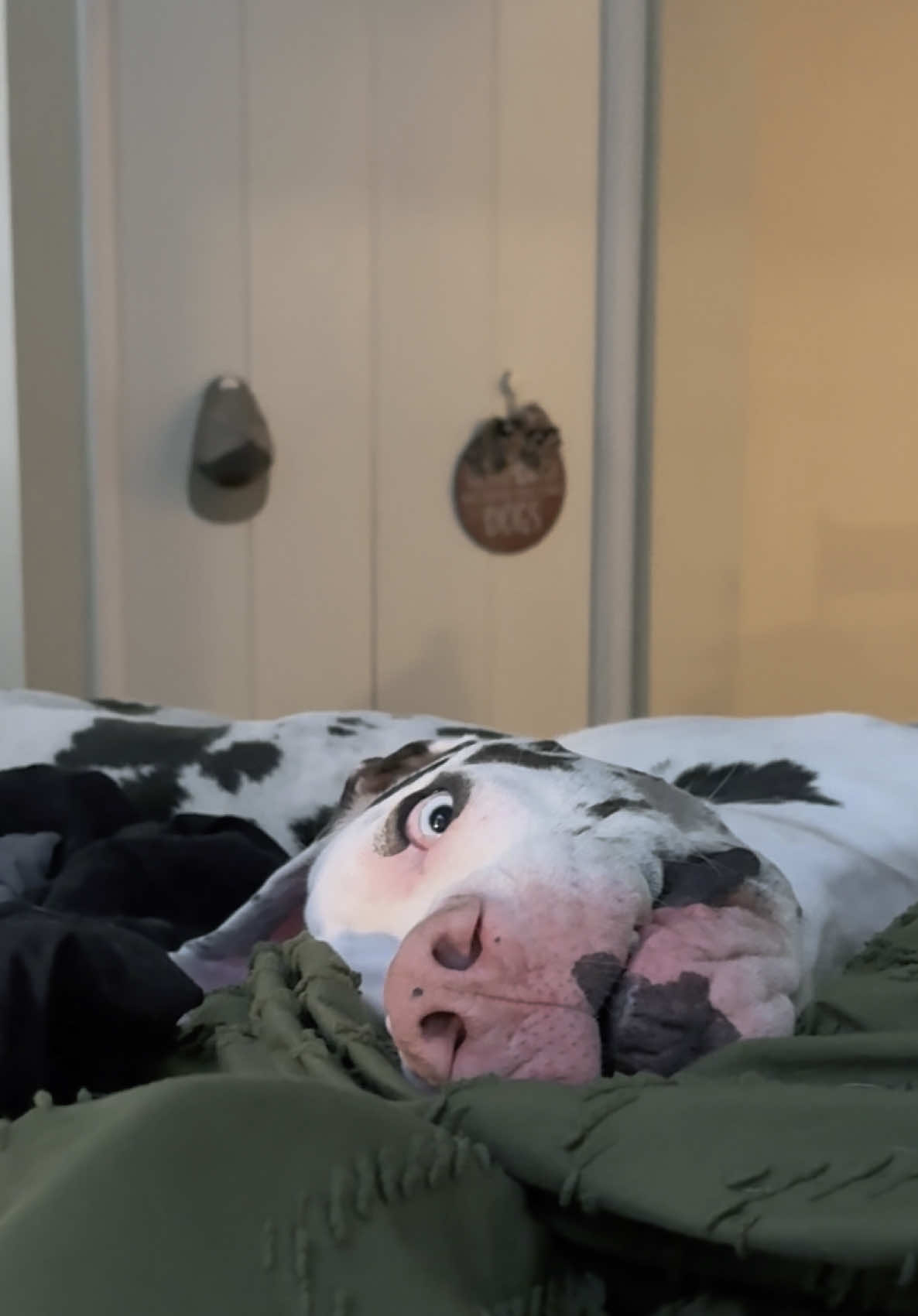 @stonethedane