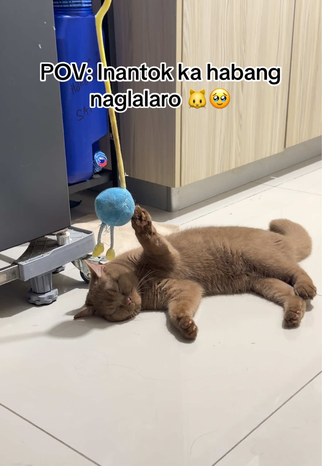 @chichi
