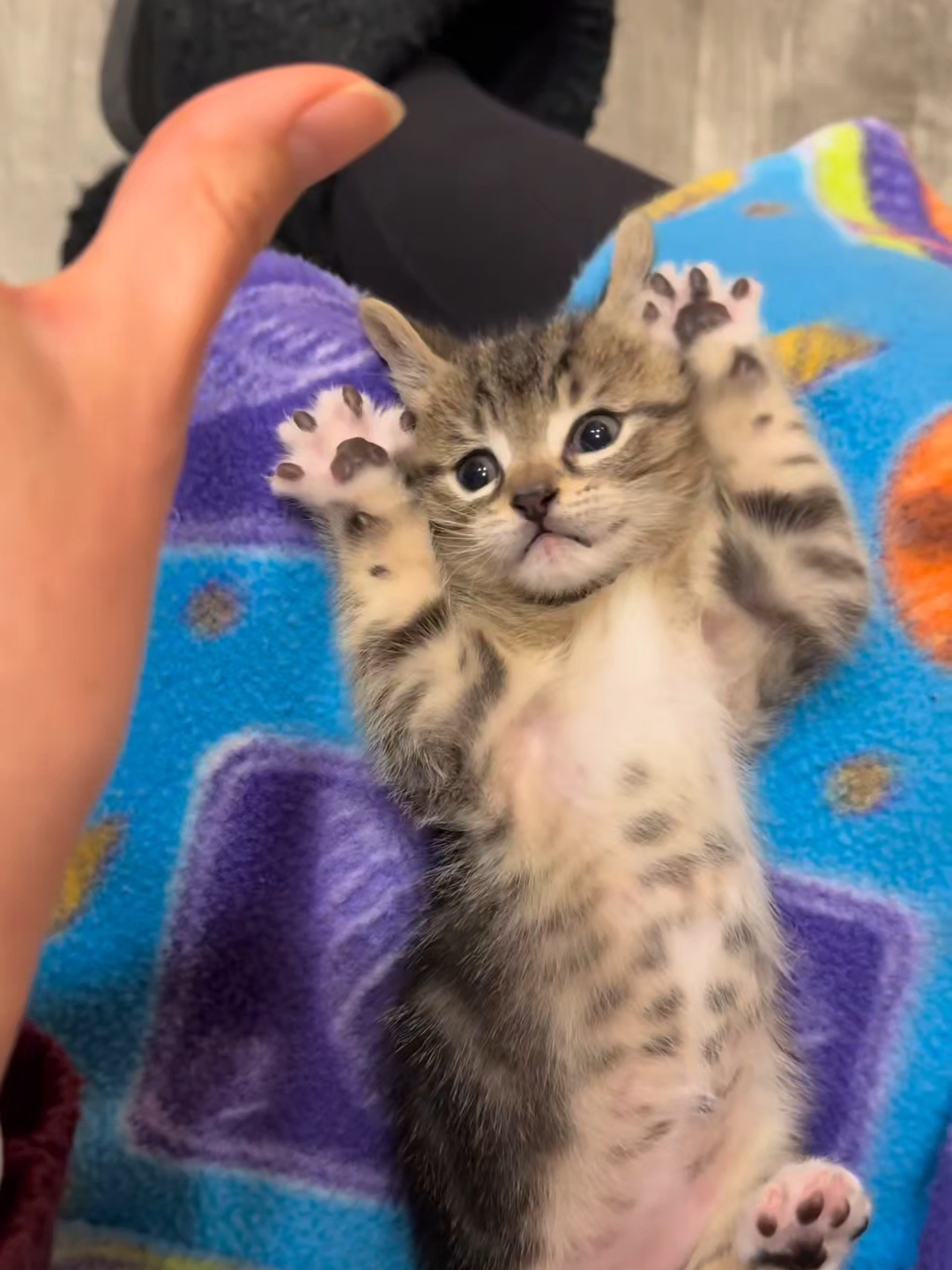 @Chonky World Of Cats