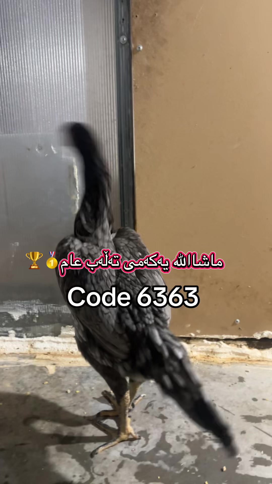 @ئۆشامۆ عبدالله🥇