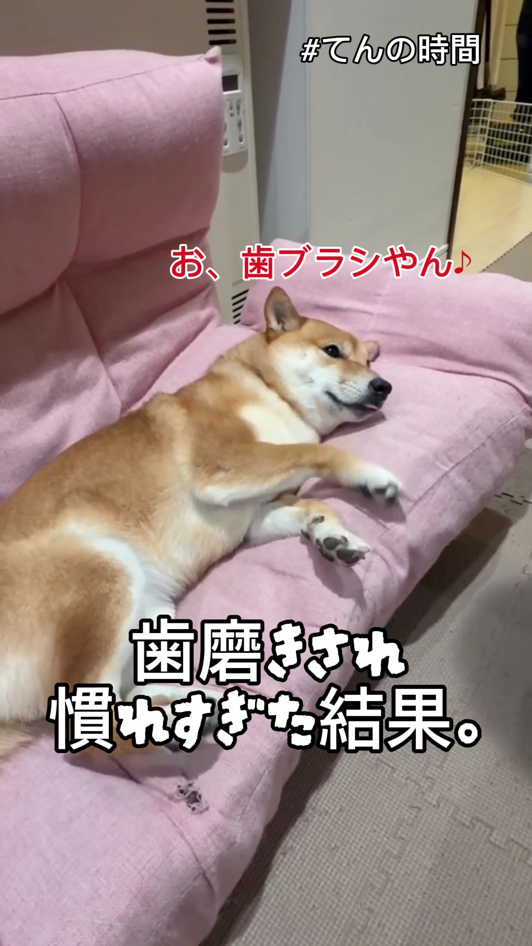 @こまめとしばーず🐾