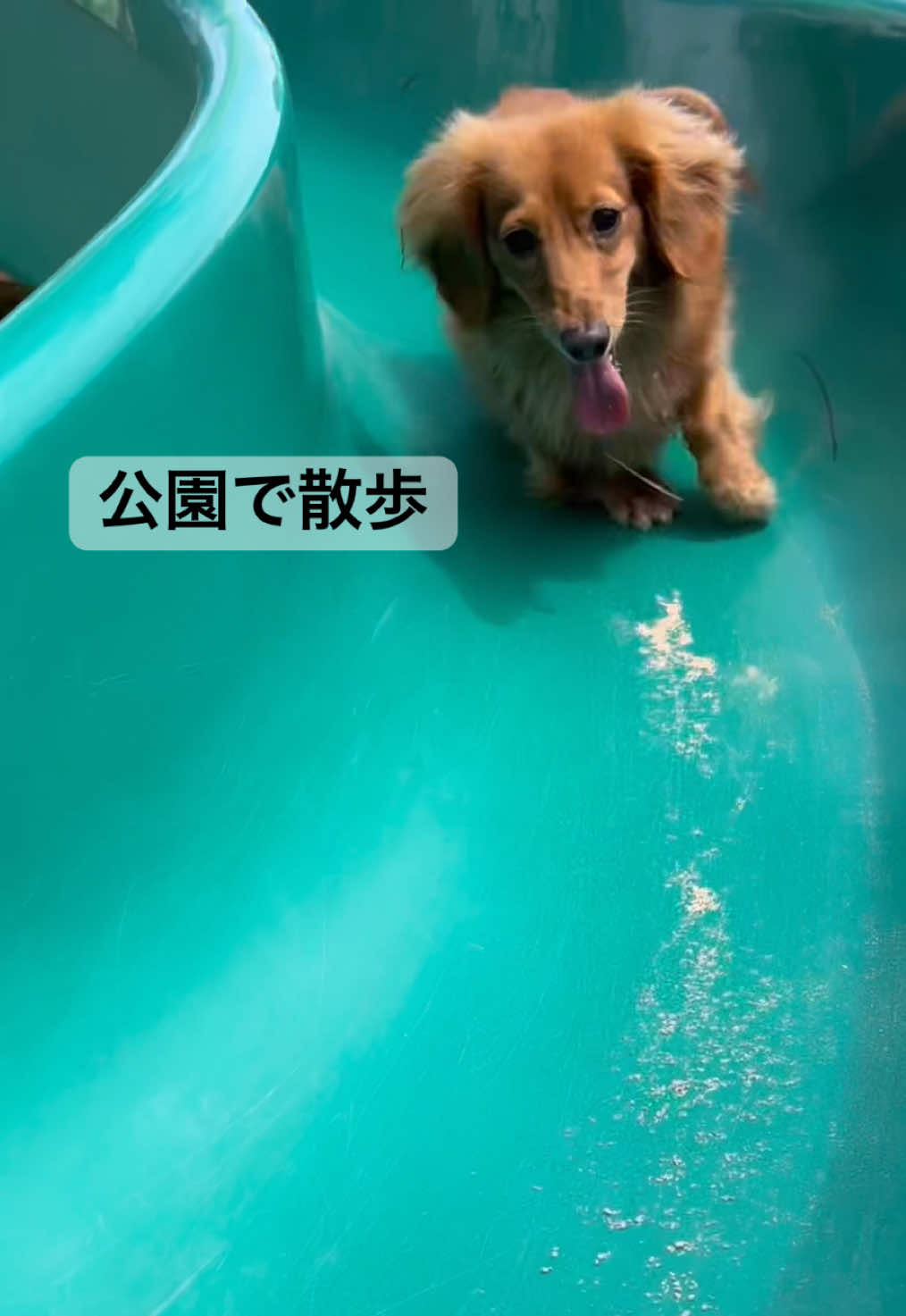 @しばいぬ