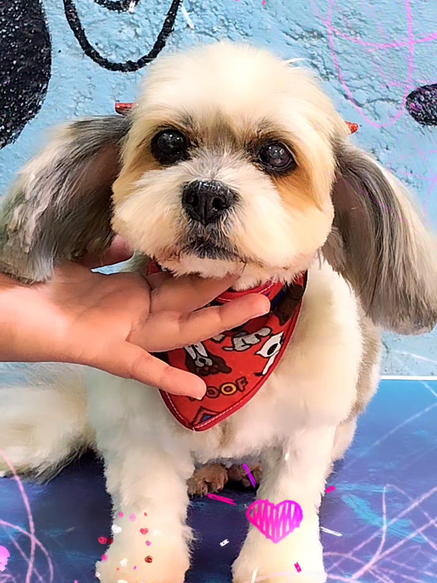 @💈🐾DOG GROOMER🐾💈