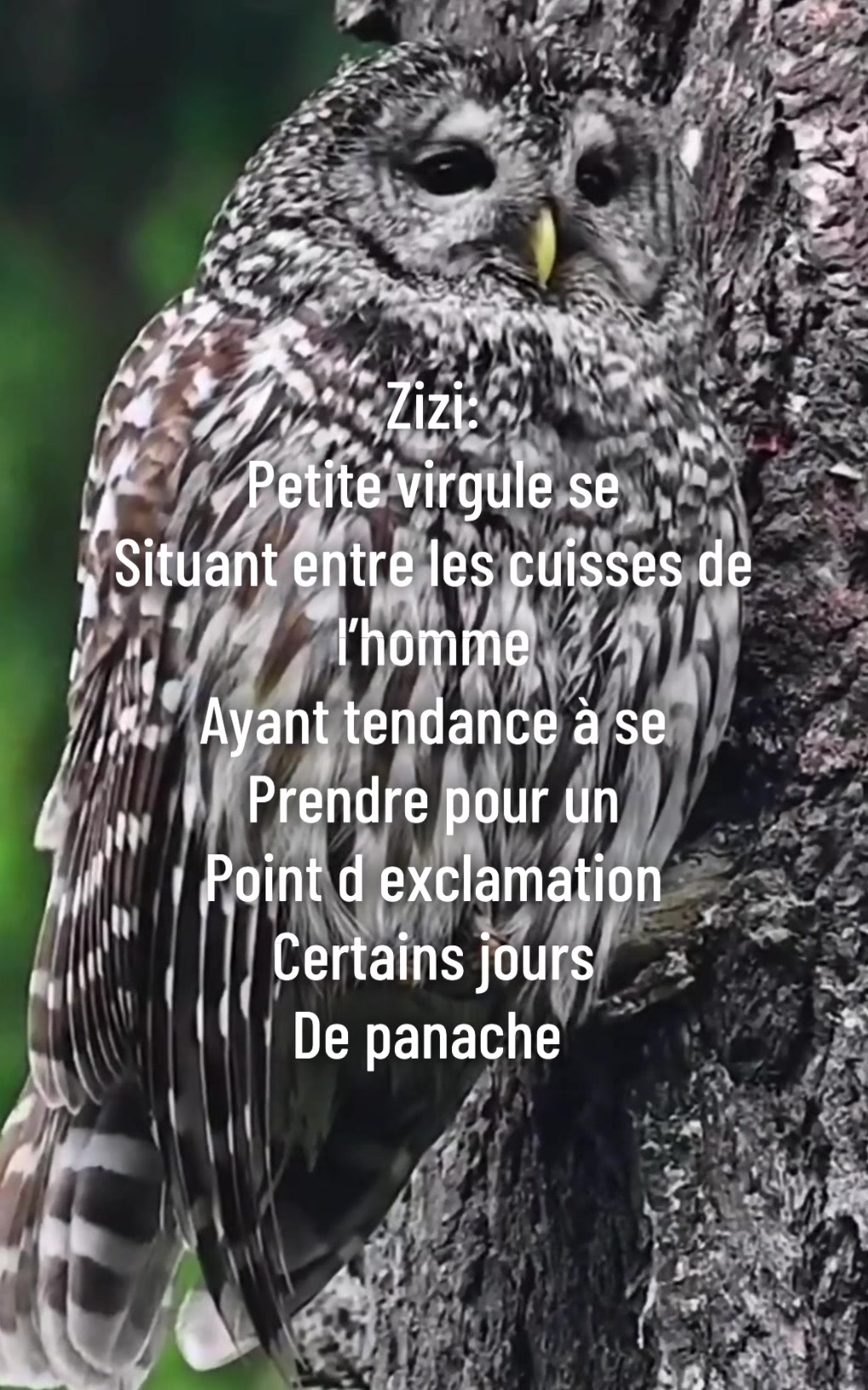 @hibou débrouillard