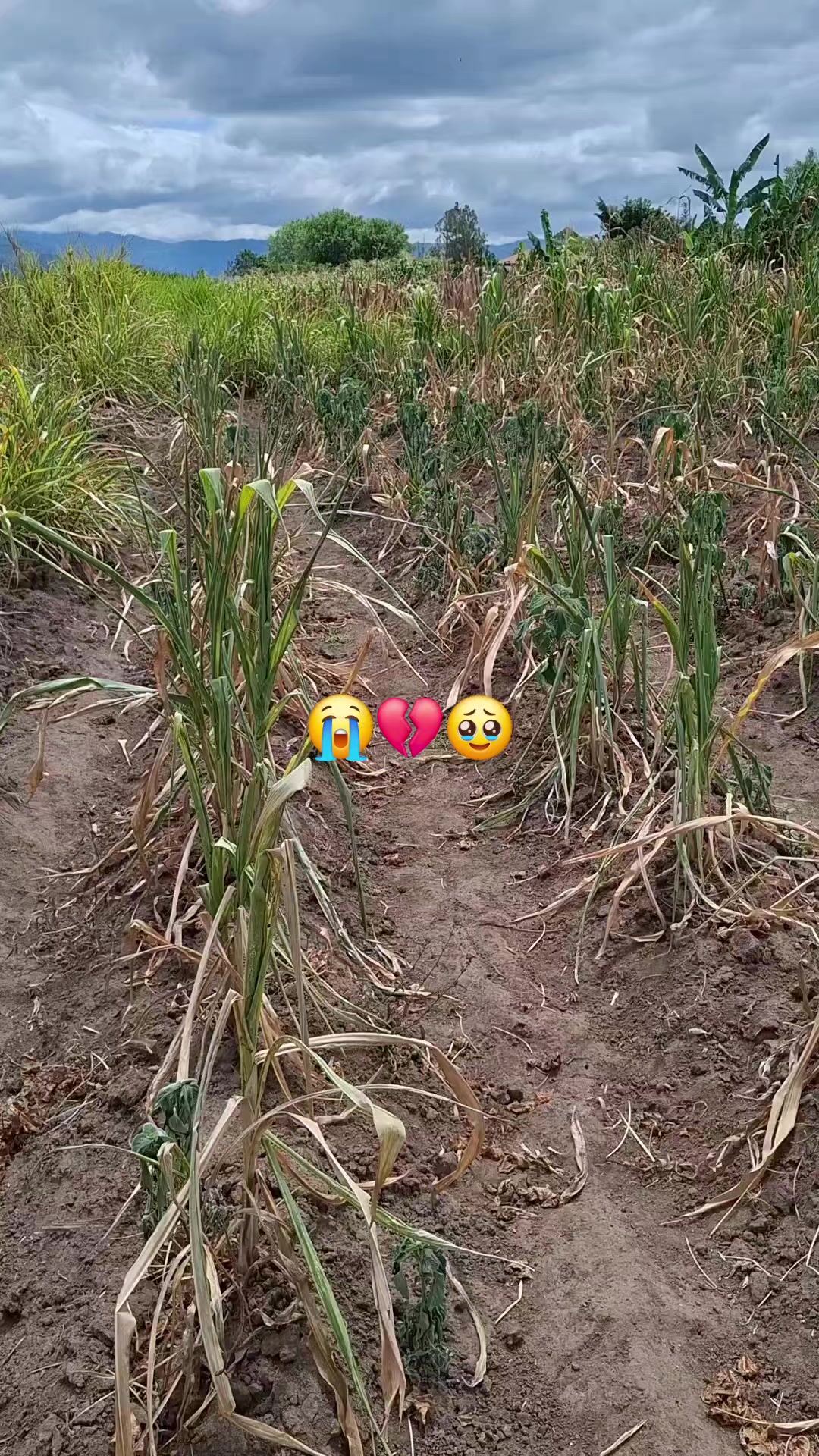 @Marypol