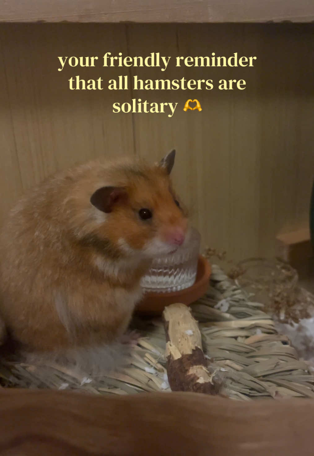 @ɪꜱʟᴀ