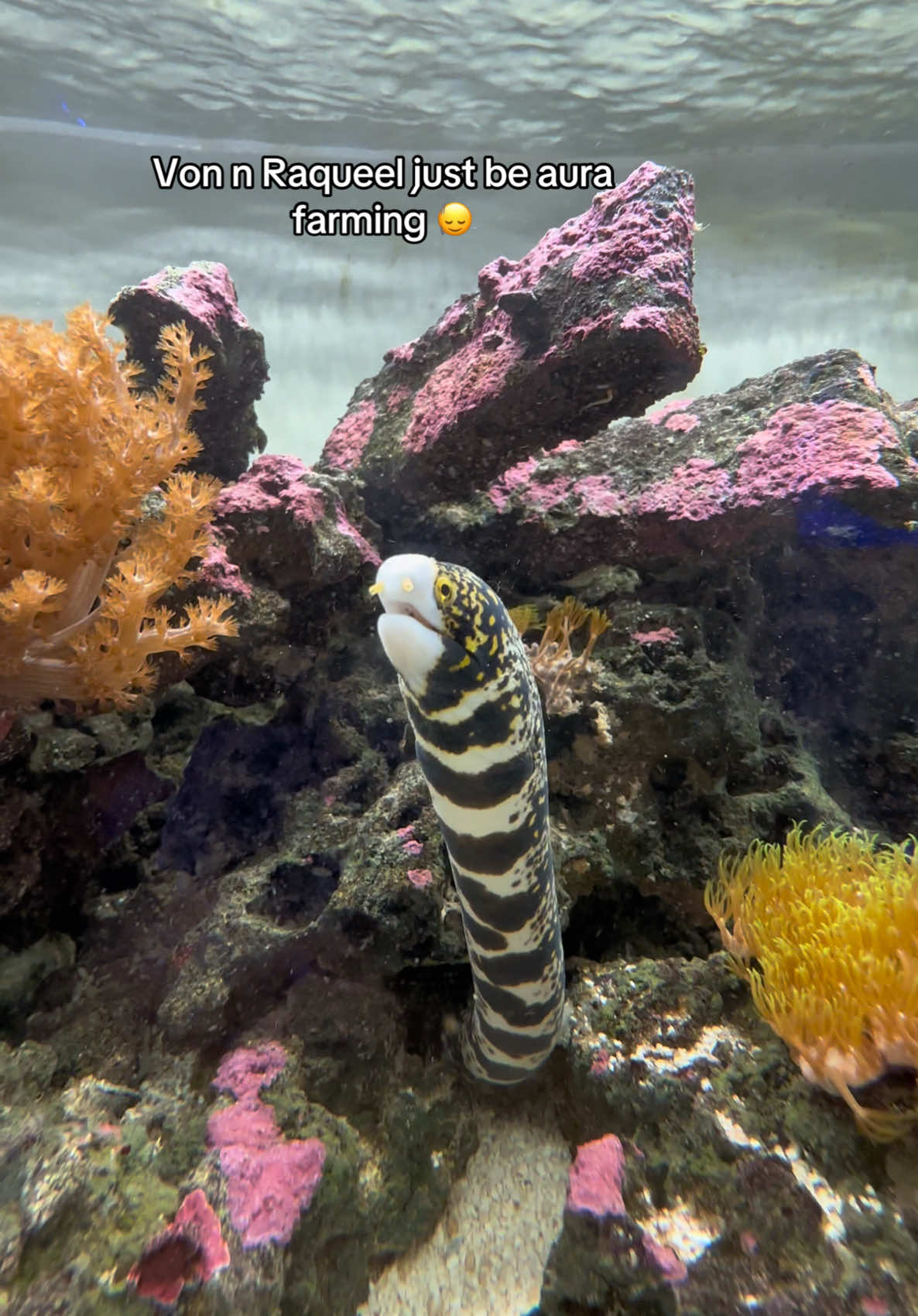 @ReefSync
