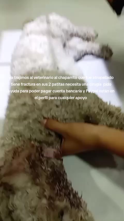 @Rescateyrefugio2