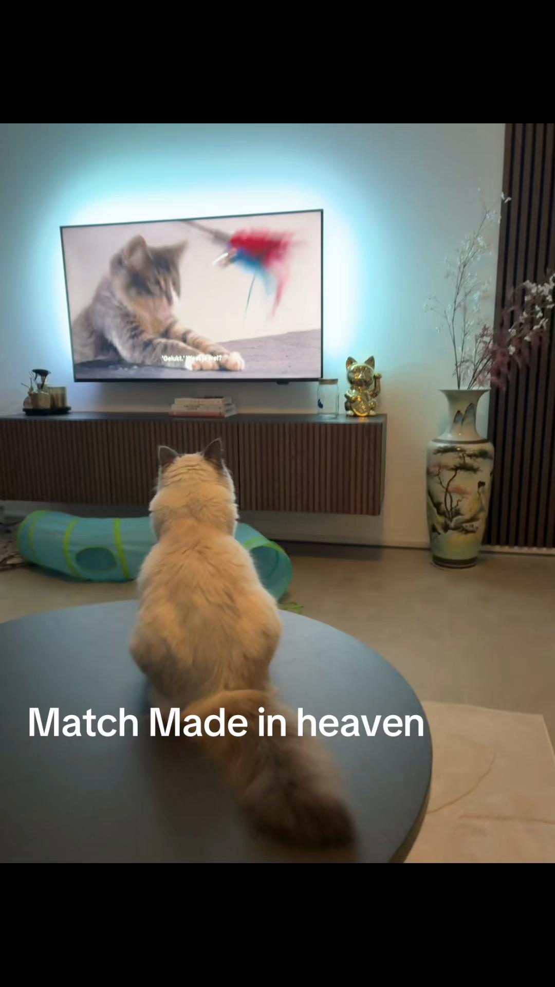 @Amadeus the ragdoll