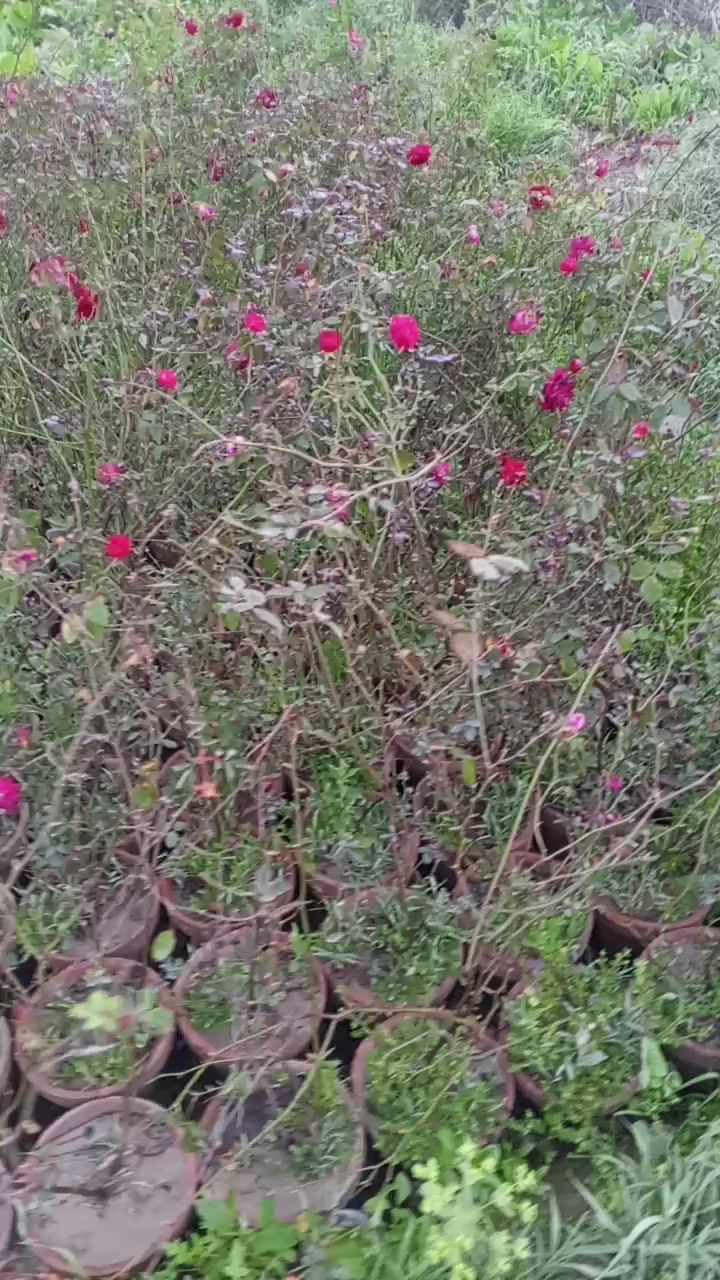 @Kanwal Kanwal