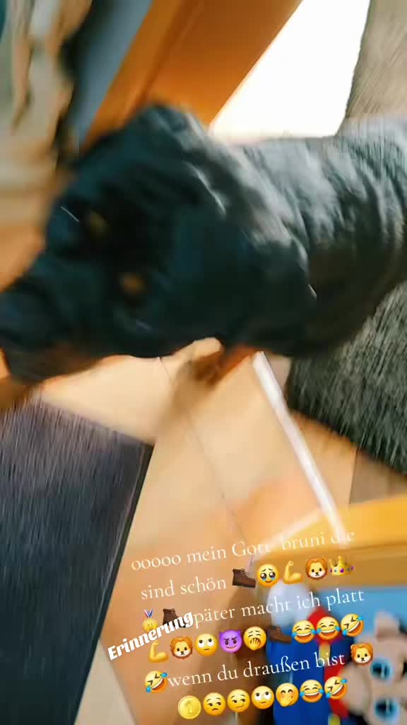 @Rottweiler Bruno