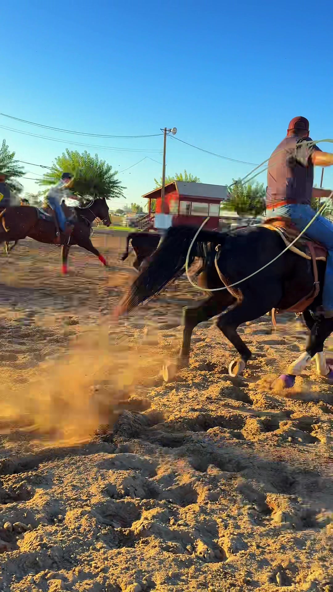 @Cord Forzano Rope Horses