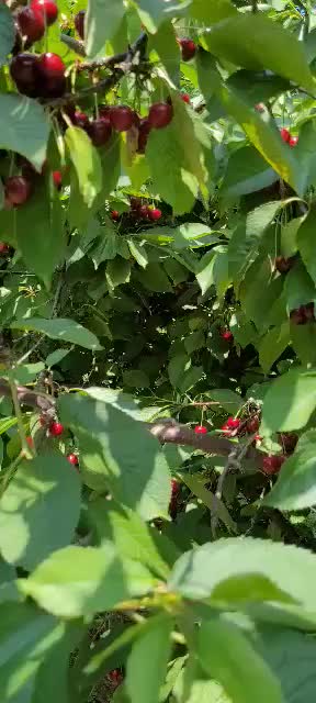 @Thubatan Nguyen