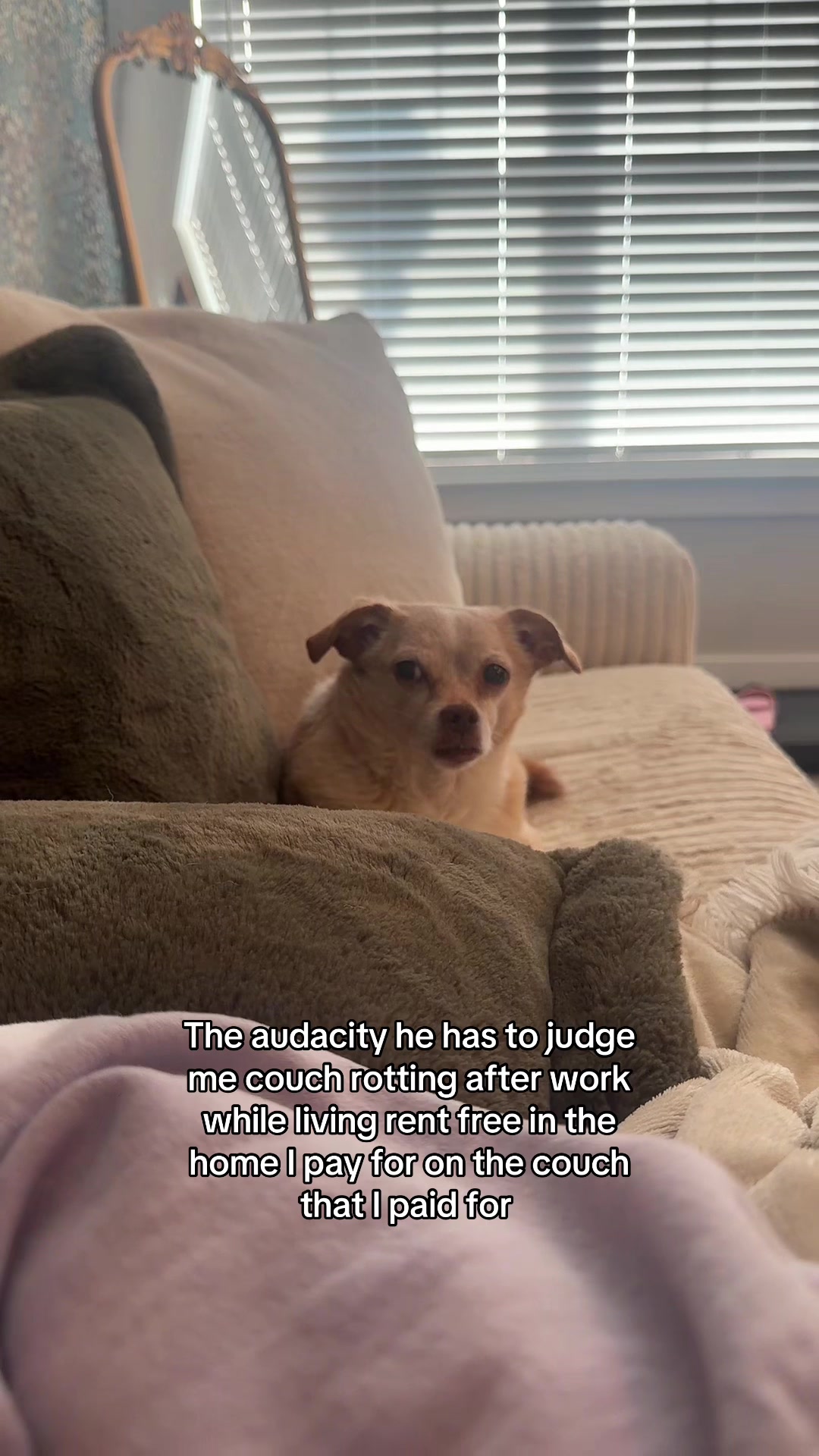 @Cody the Chi & The Spare Ones