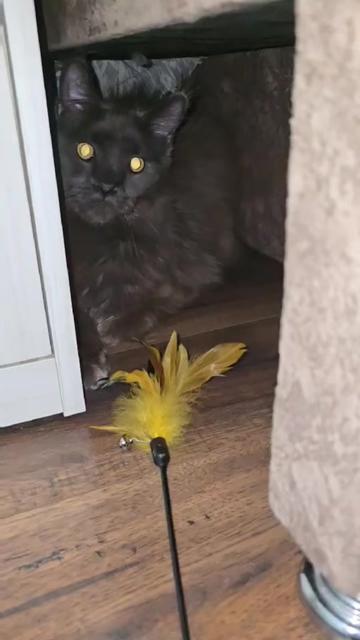 @columbus_mainecoon