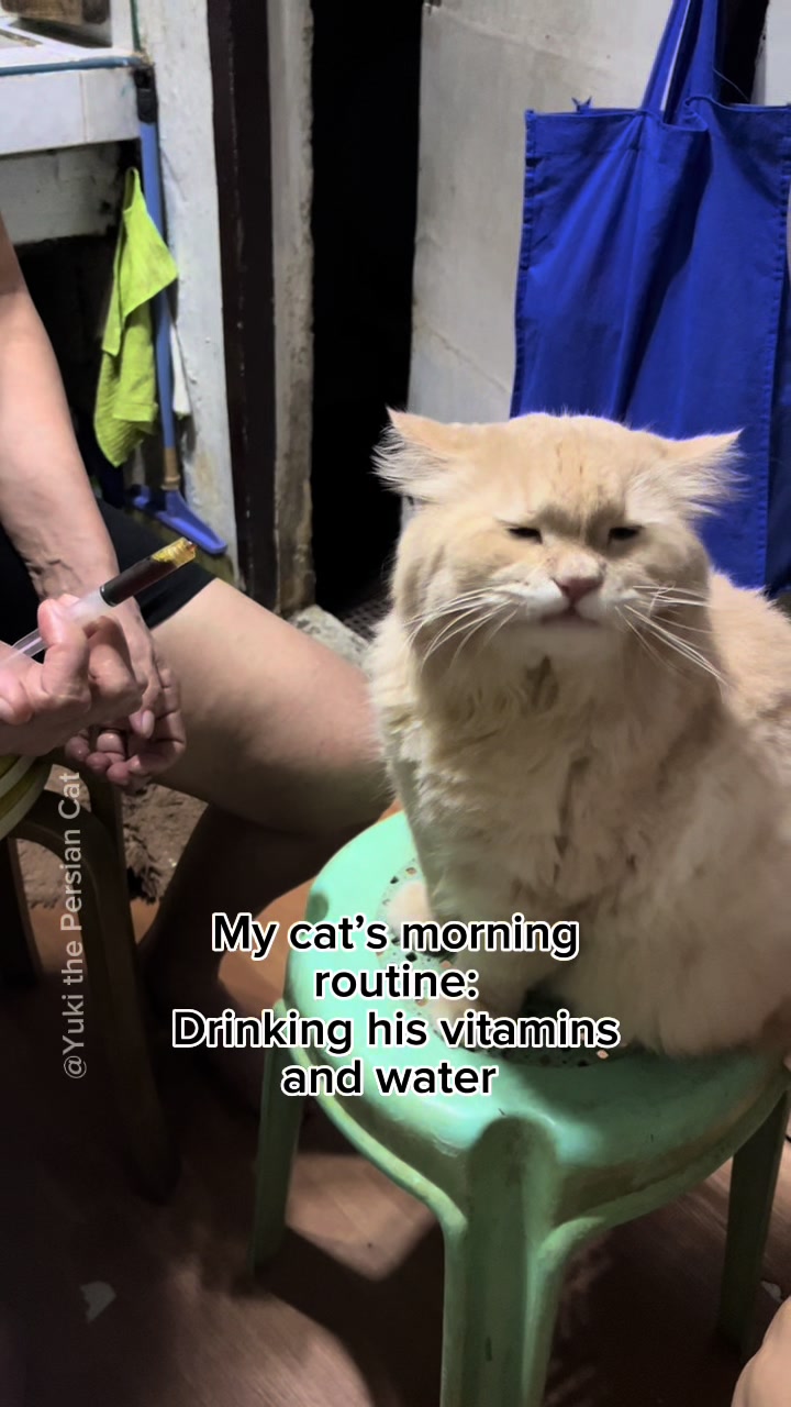 @Yuki the Persian Cat