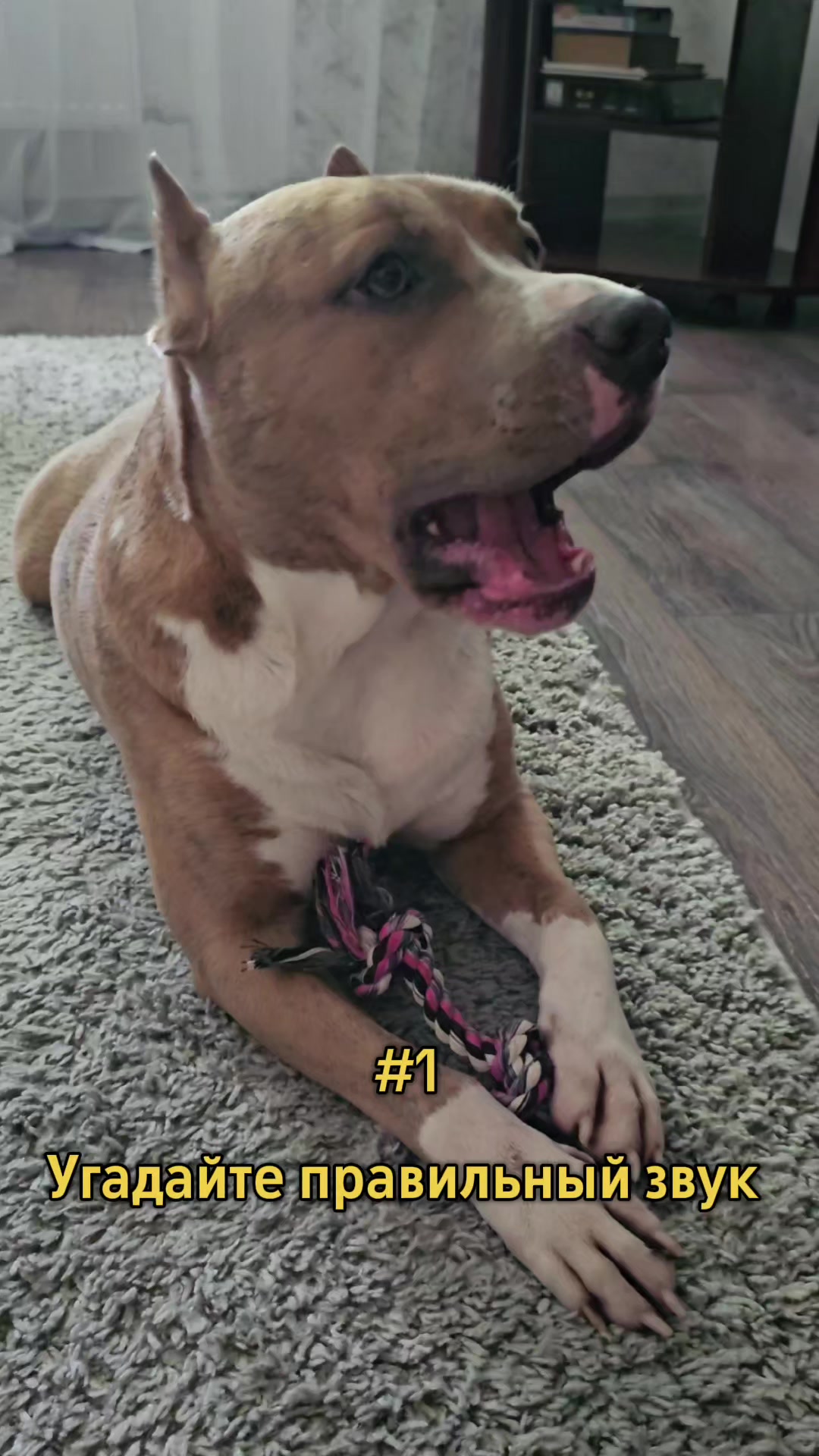 @Pitbul Fred
