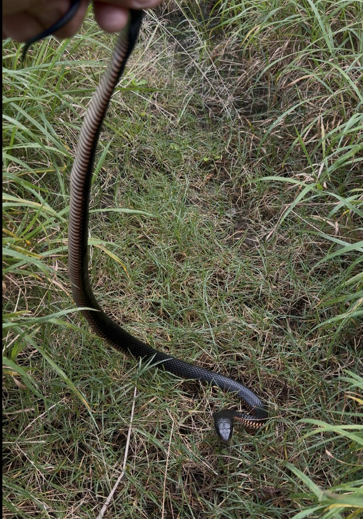 @Snake Catcher Dan