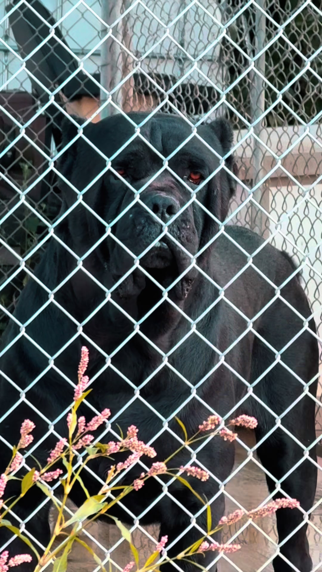 @americana_kennels