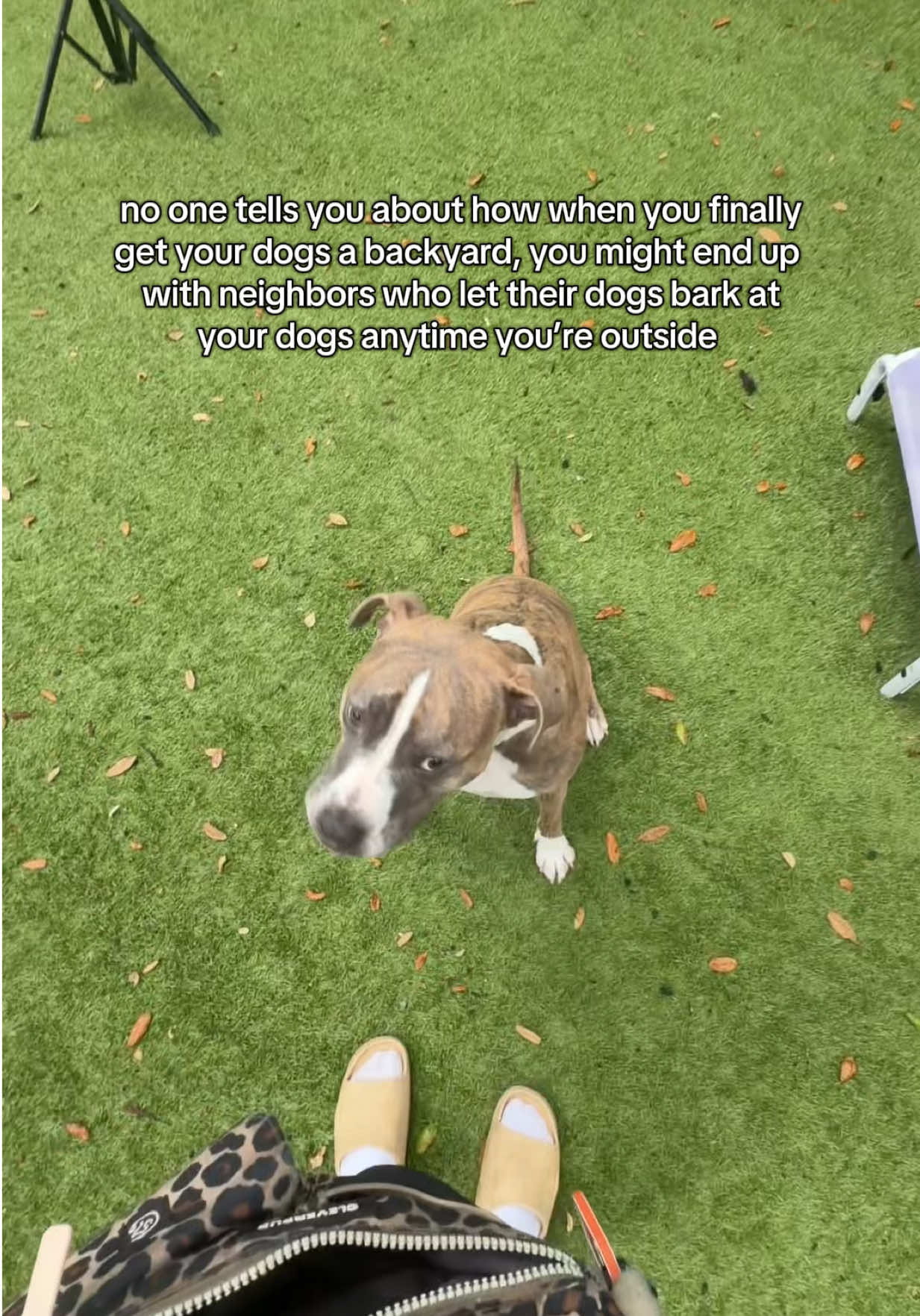 @Abby KPA-CTP | Dog Trainer