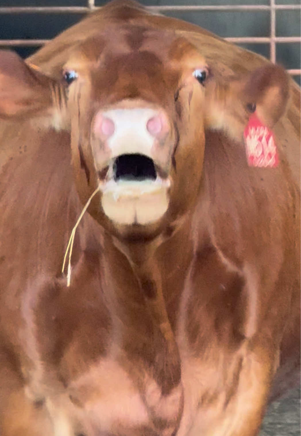 @Massey Land & Cattle