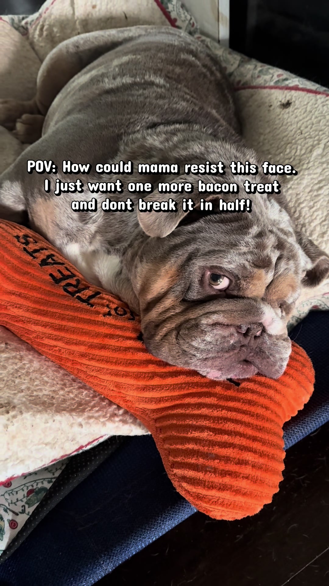 @barkleythabulldog