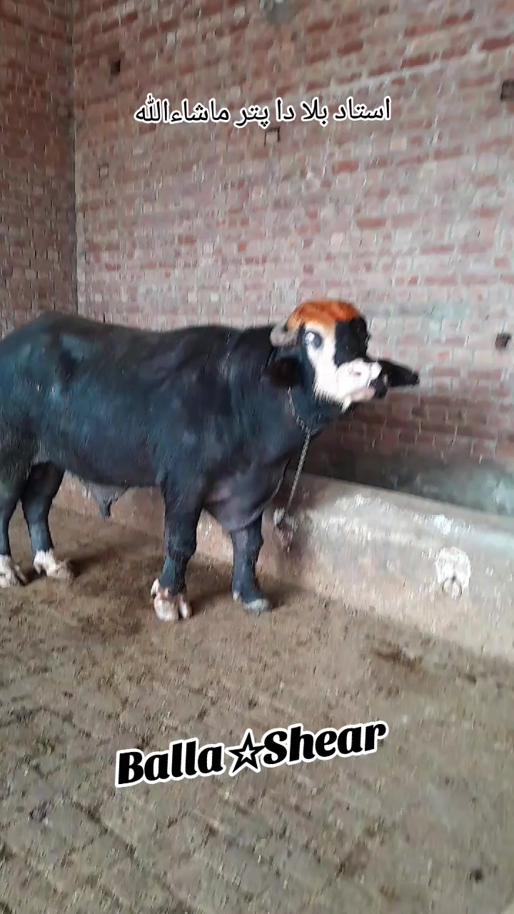 @Honey singh('gujjar')