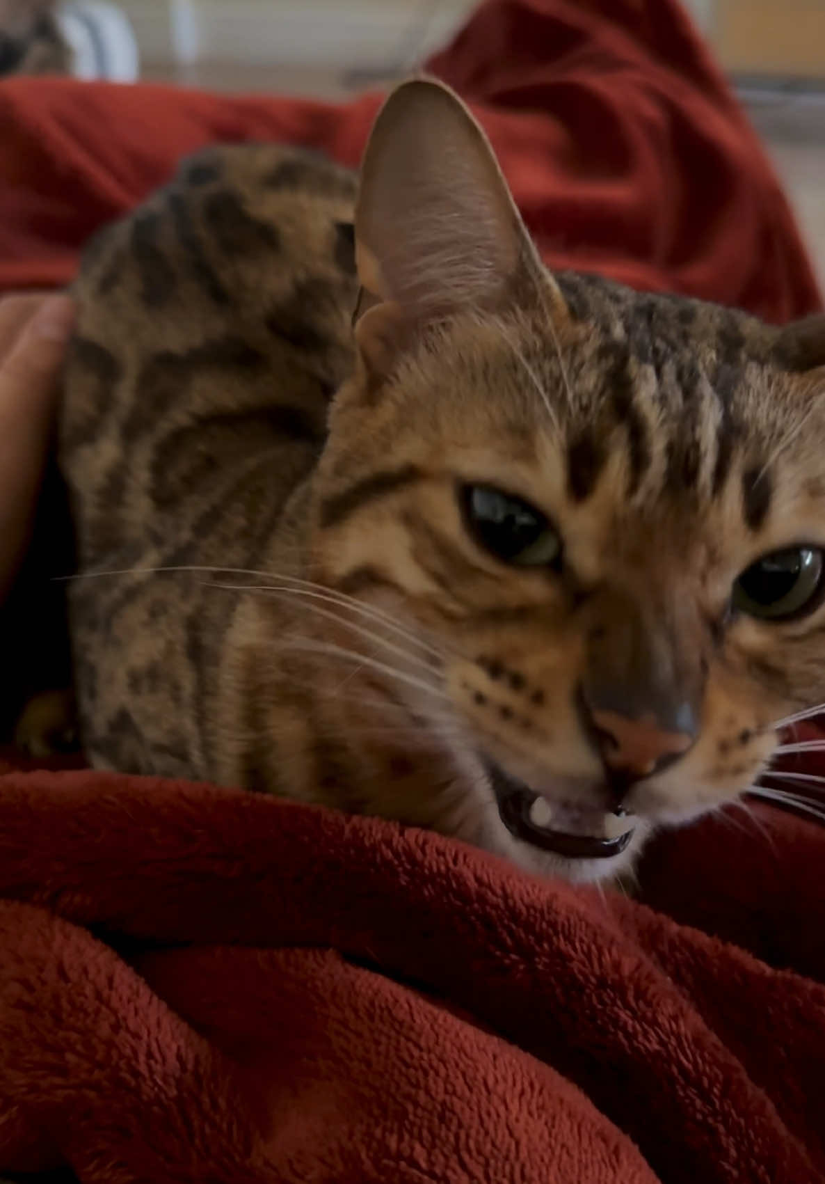 @Obi & Daisy The Bengals 🐆🐾
