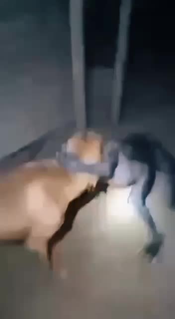 @Amitycreed