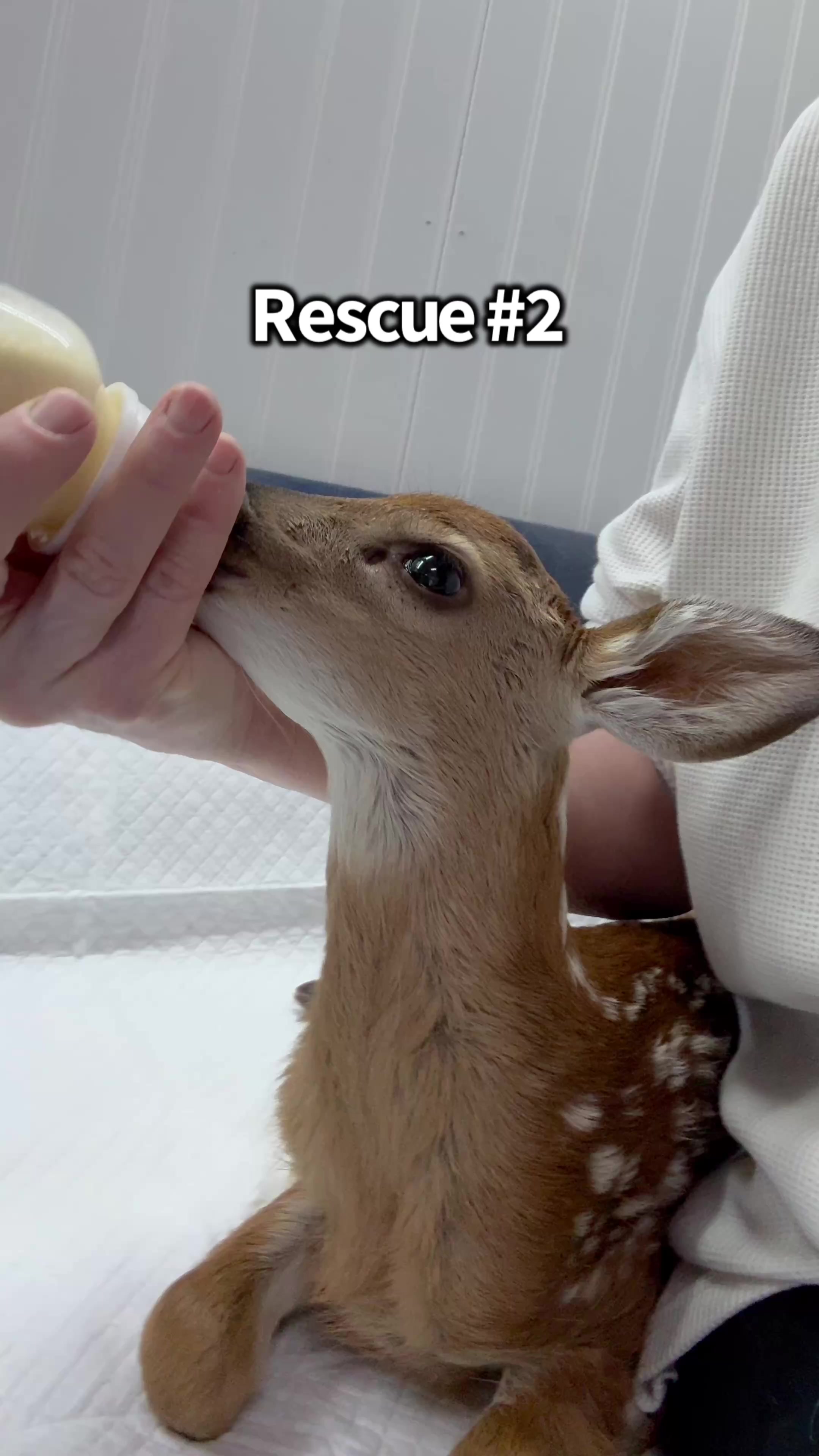 @Fuzzy Fawn Wildlife