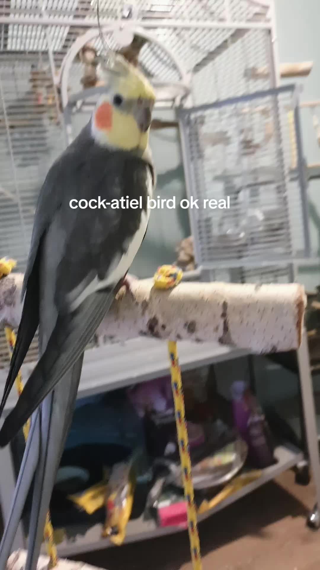@PepsiSennisTexBird (Qoon Aura)