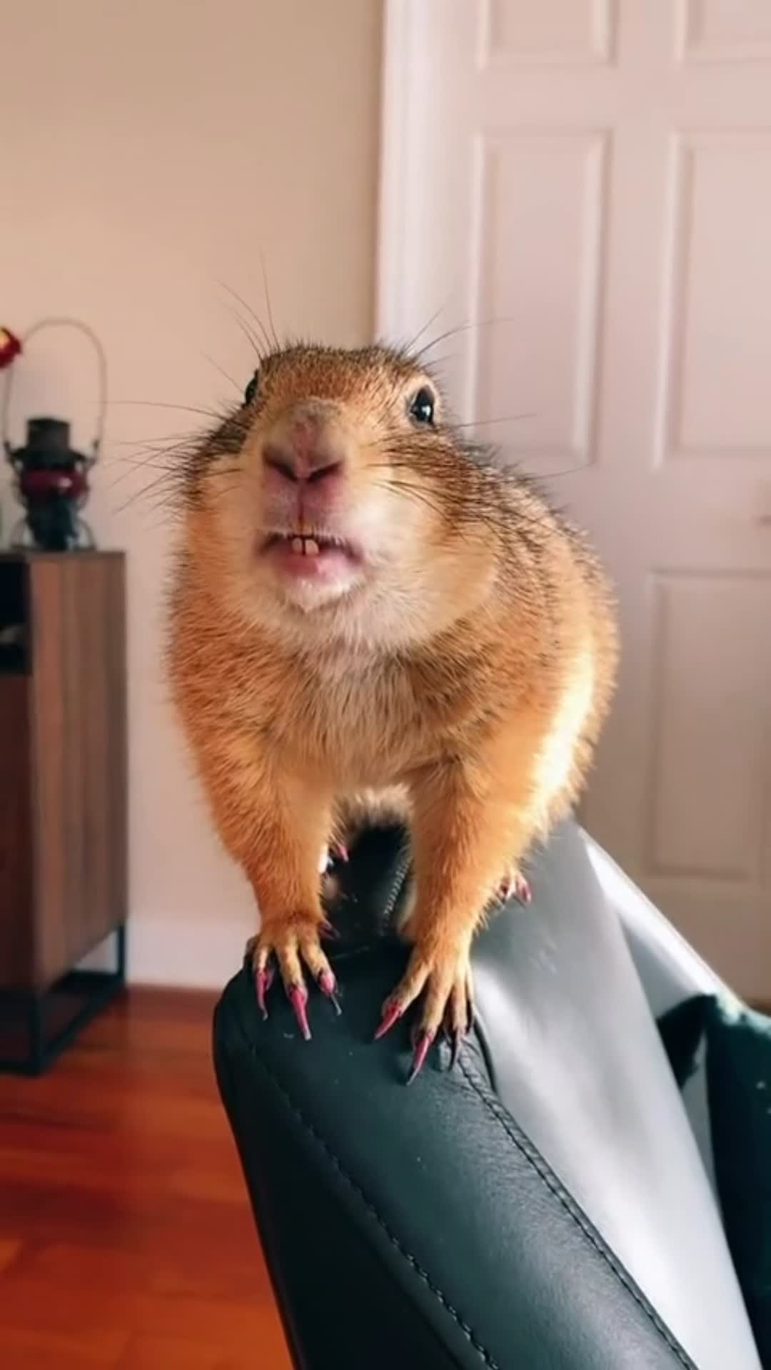 @Poppy the Prairie Dog