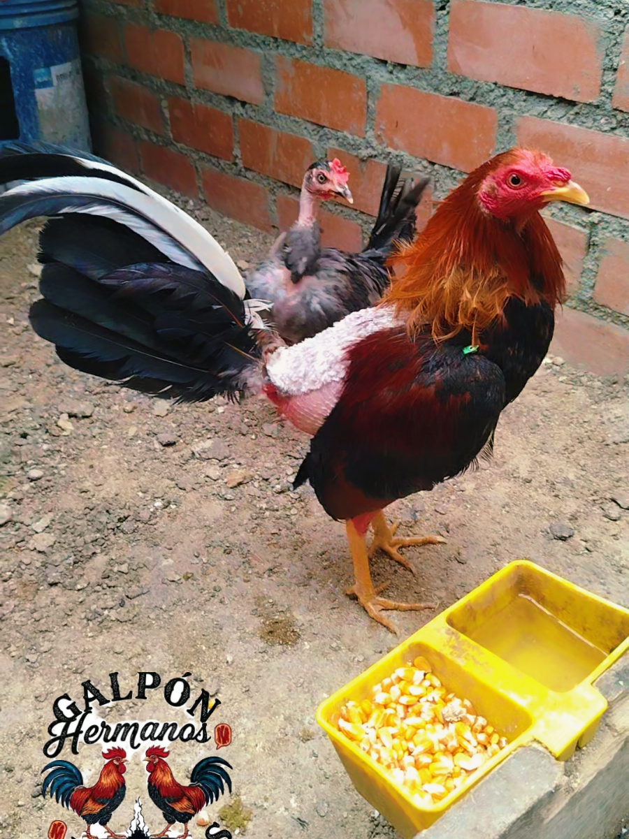 @GALLOS FINOS