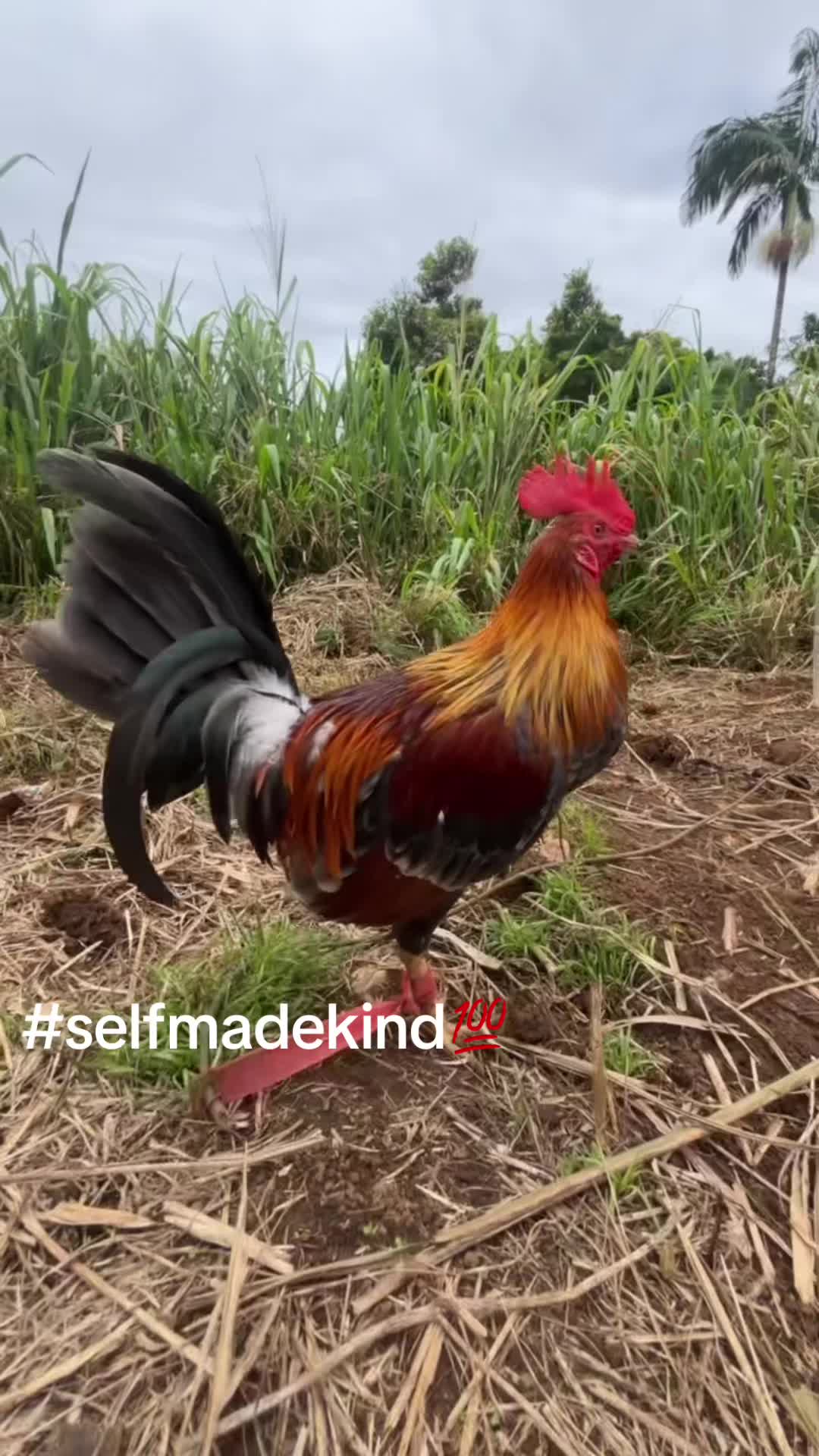 @ltowngamefowl