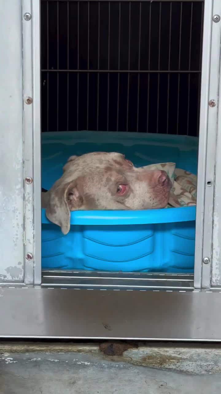 @Cane Corsos