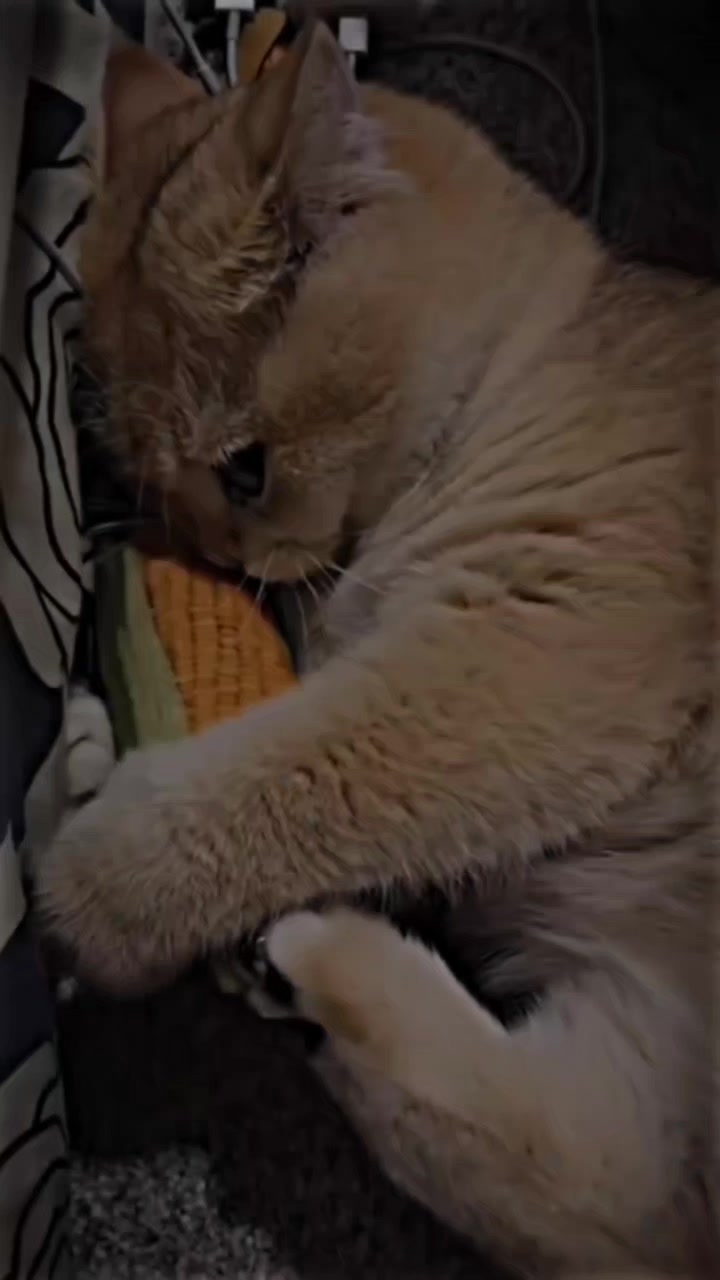 @cat _lover's