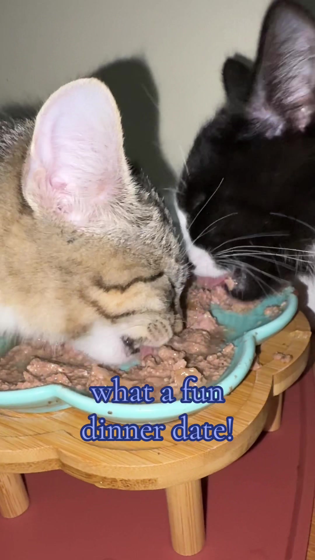 @Juno 💫🐈