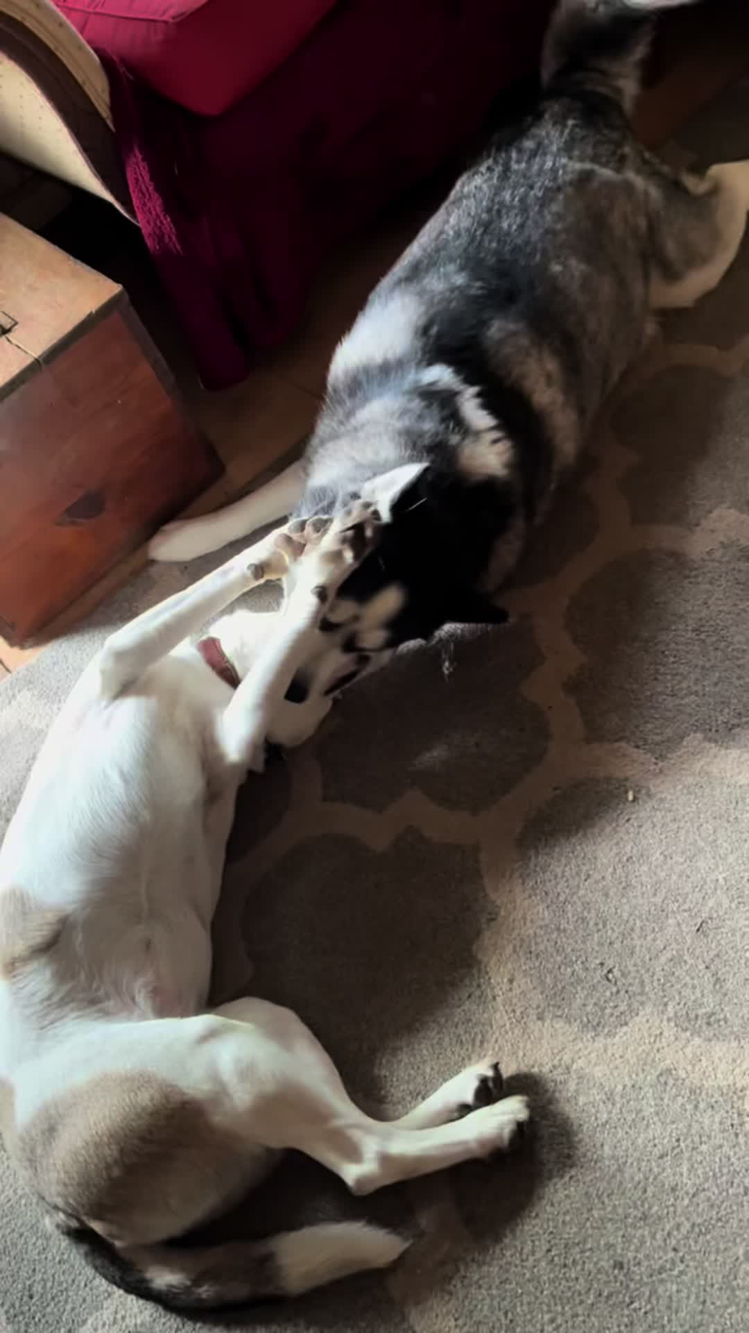 @4pawzzz