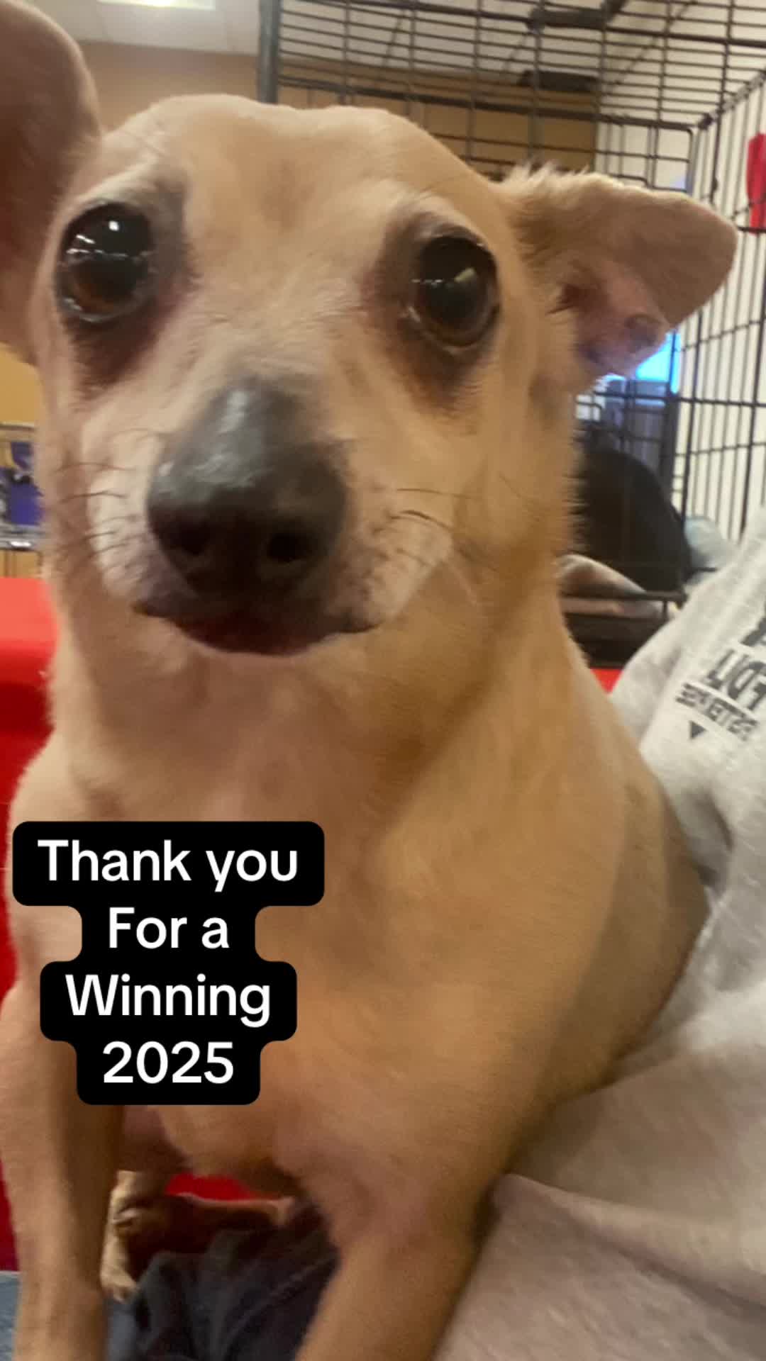 @Jessica ForgottenDogLeague