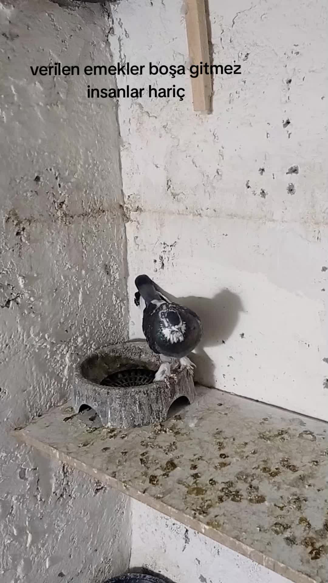 @deniz kayıkcı 73